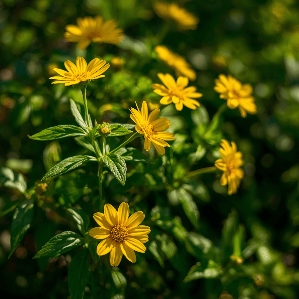 PrimoroseHood flowers